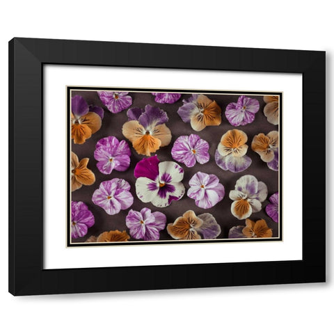 Pansy flowers Black Modern Wood Framed Art Print with Double Matting by Frank, Assaf