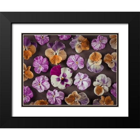 Pansy flowers Black Modern Wood Framed Art Print with Double Matting by Frank, Assaf