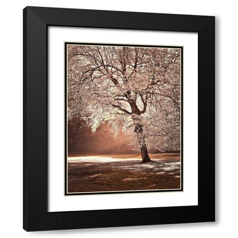 Autumn tree in sunlight Black Modern Wood Framed Art Print with Double Matting by Frank, Assaf
