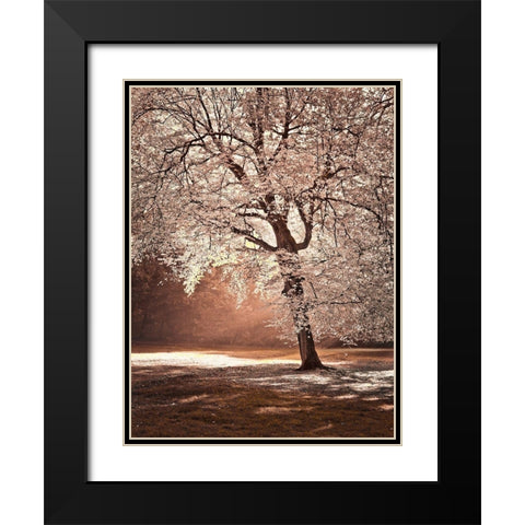 Autumn tree in sunlight Black Modern Wood Framed Art Print with Double Matting by Frank, Assaf