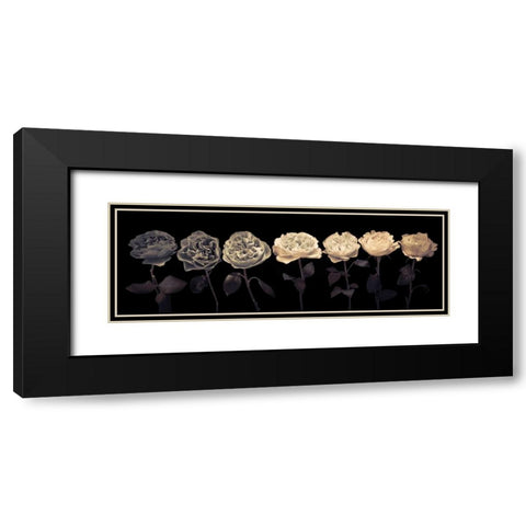 Multi coloured roses in a row Black Modern Wood Framed Art Print with Double Matting by Frank, Assaf