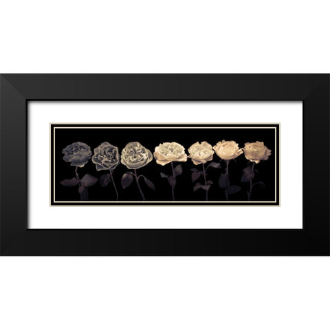 Multi coloured roses in a row Black Modern Wood Framed Art Print with Double Matting by Frank, Assaf