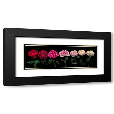 Multi coloured roses in a row Black Modern Wood Framed Art Print with Double Matting by Frank, Assaf