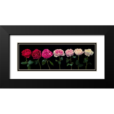 Multi coloured roses in a row Black Modern Wood Framed Art Print with Double Matting by Frank, Assaf