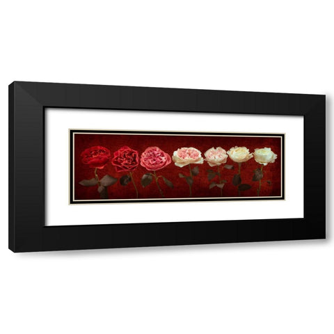 Multi coloured roses in a row Black Modern Wood Framed Art Print with Double Matting by Frank, Assaf