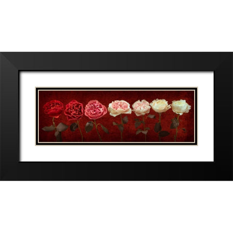 Multi coloured roses in a row Black Modern Wood Framed Art Print with Double Matting by Frank, Assaf