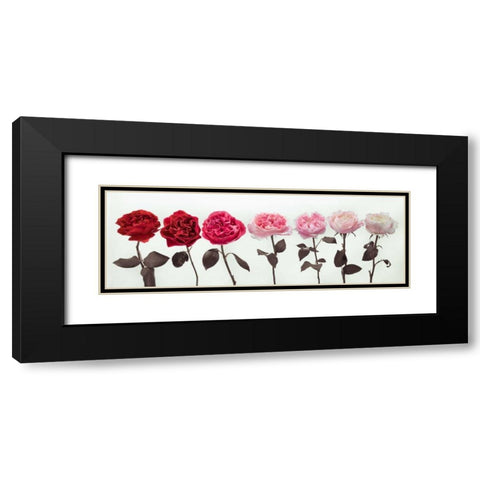 Multi coloured roses in a row Black Modern Wood Framed Art Print with Double Matting by Frank, Assaf