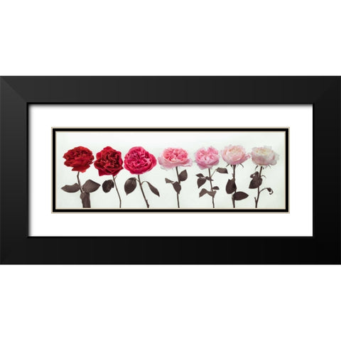 Multi coloured roses in a row Black Modern Wood Framed Art Print with Double Matting by Frank, Assaf