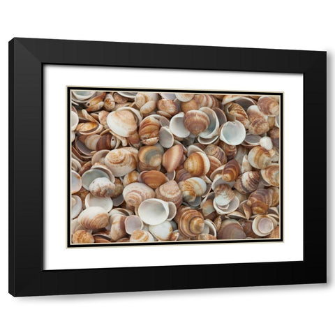 Full frame of sea shells on the beach Black Modern Wood Framed Art Print with Double Matting by Frank, Assaf