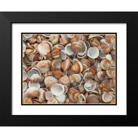 Full frame of sea shells on the beach Black Modern Wood Framed Art Print with Double Matting by Frank, Assaf
