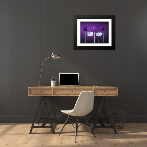 Tulip flowers in a row Black Modern Wood Framed Art Print with Double Matting by Frank, Assaf