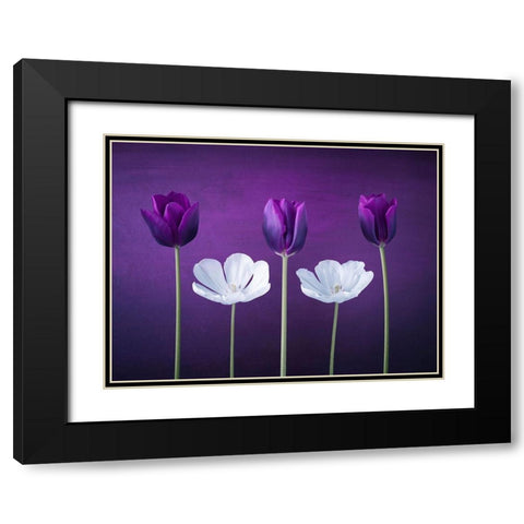 Tulip flowers in a row Black Modern Wood Framed Art Print with Double Matting by Frank, Assaf