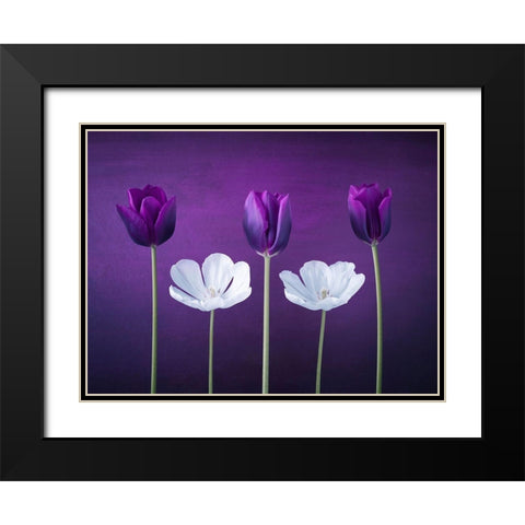 Tulip flowers in a row Black Modern Wood Framed Art Print with Double Matting by Frank, Assaf