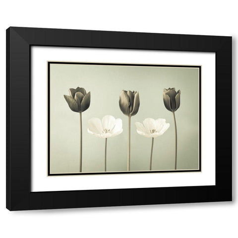 Tulip flowers in a row Black Modern Wood Framed Art Print with Double Matting by Frank, Assaf