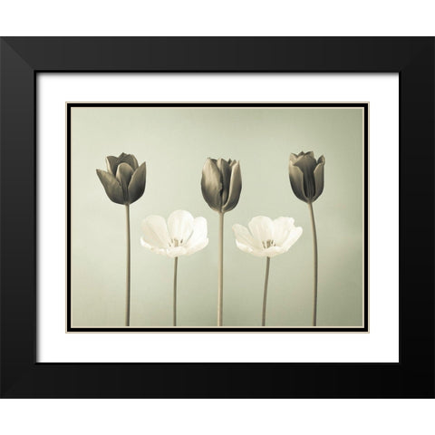 Tulip flowers in a row Black Modern Wood Framed Art Print with Double Matting by Frank, Assaf
