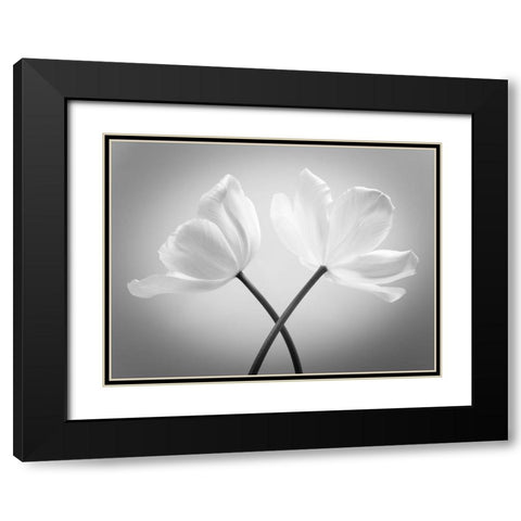 Two Tulip flowers crossed, FTBR-1821 Black Modern Wood Framed Art Print with Double Matting by Frank, Assaf