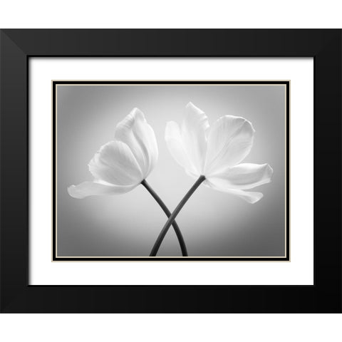 Two Tulip flowers crossed, FTBR-1821 Black Modern Wood Framed Art Print with Double Matting by Frank, Assaf
