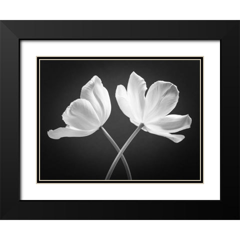 Two Tulip flowers crossed, FTBR-1822 Black Modern Wood Framed Art Print with Double Matting by Frank, Assaf