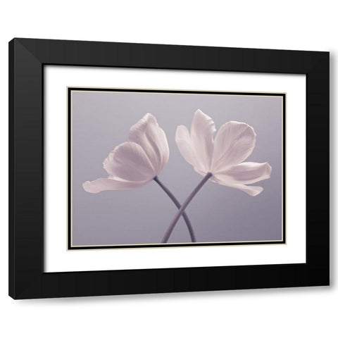 Two Tulip flowers Black Modern Wood Framed Art Print with Double Matting by Frank, Assaf
