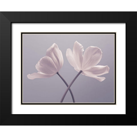 Two Tulip flowers Black Modern Wood Framed Art Print with Double Matting by Frank, Assaf