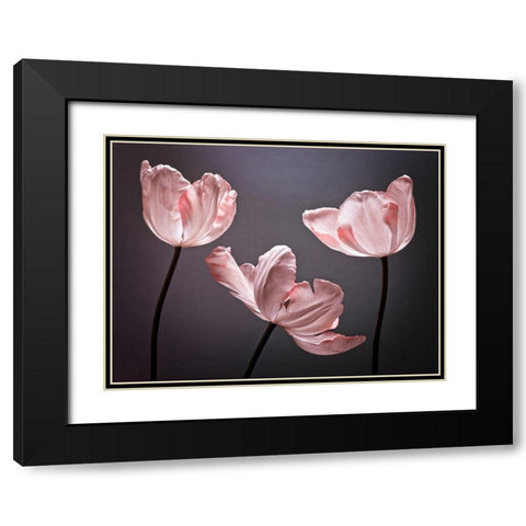 Three Tulips, FTBR-1823 Black Modern Wood Framed Art Print with Double Matting by Frank, Assaf