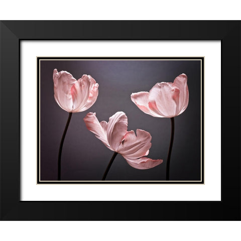 Three Tulips, FTBR-1823 Black Modern Wood Framed Art Print with Double Matting by Frank, Assaf