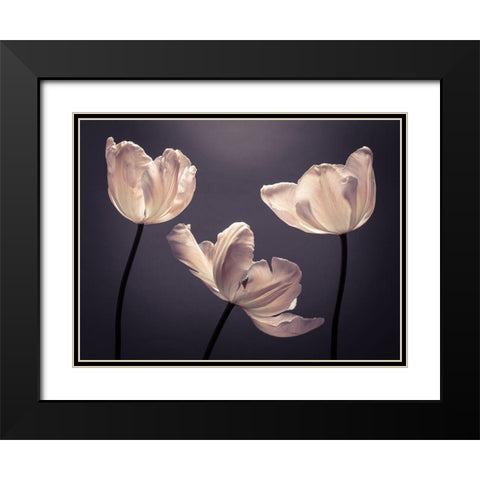 Three Tulips, FTBR-1824 Black Modern Wood Framed Art Print with Double Matting by Frank, Assaf