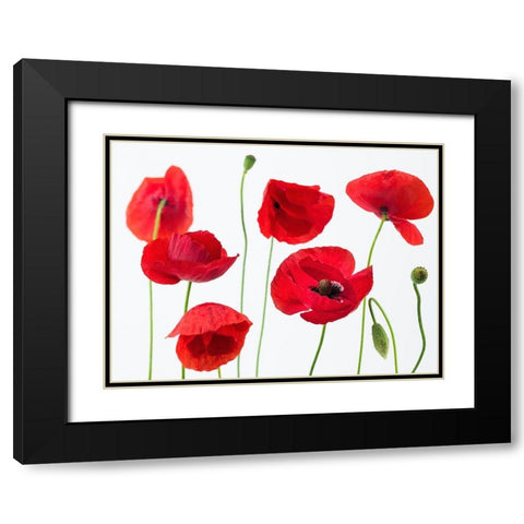 Poppies on white background Black Modern Wood Framed Art Print with Double Matting by Frank, Assaf