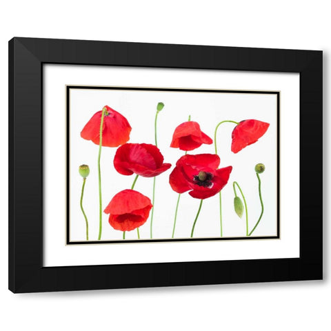 Poppy flowers on white background Black Modern Wood Framed Art Print with Double Matting by Frank, Assaf