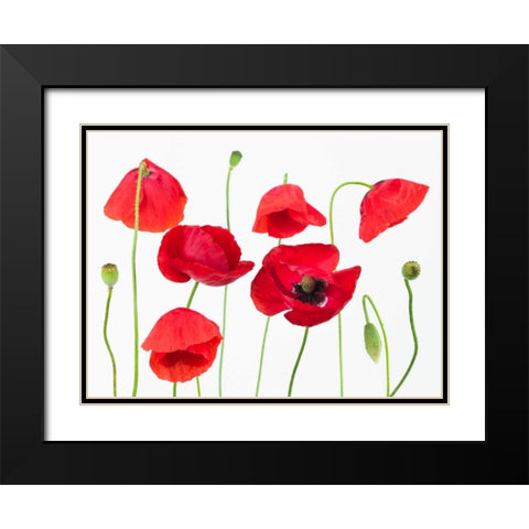 Poppy flowers on white background Black Modern Wood Framed Art Print with Double Matting by Frank, Assaf