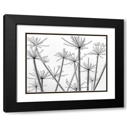 Frosty cow parsley Black Modern Wood Framed Art Print with Double Matting by Frank, Assaf