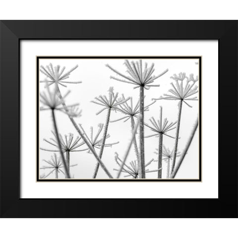 Frosty cow parsley Black Modern Wood Framed Art Print with Double Matting by Frank, Assaf