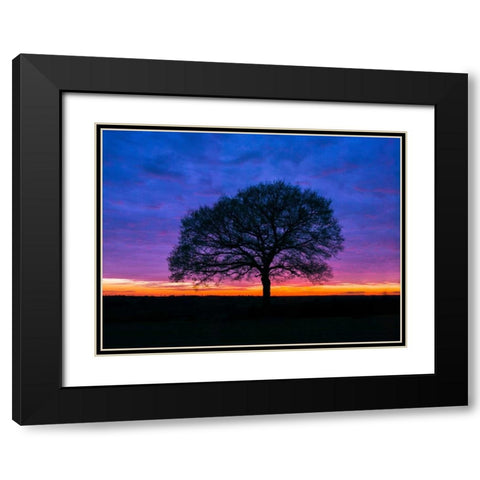 Silhouette of a tree against coloured skies Black Modern Wood Framed Art Print with Double Matting by Frank, Assaf
