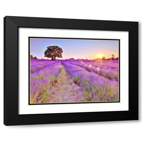 Lavender field at sunset Black Modern Wood Framed Art Print with Double Matting by Frank, Assaf