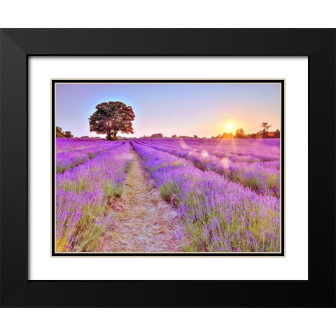 Lavender field at sunset Black Modern Wood Framed Art Print with Double Matting by Frank, Assaf