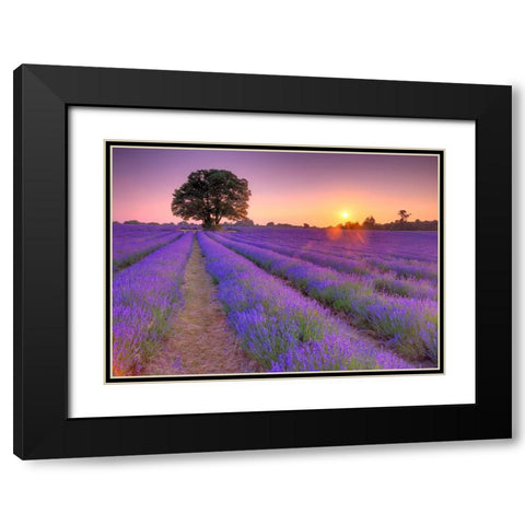 Lavender field at sunset Black Modern Wood Framed Art Print with Double Matting by Frank, Assaf