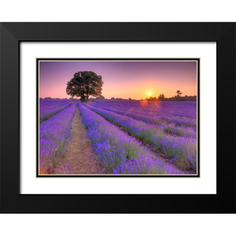 Lavender field at sunset Black Modern Wood Framed Art Print with Double Matting by Frank, Assaf