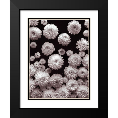 Dahlia Flowers Black Modern Wood Framed Art Print with Double Matting by Frank, Assaf