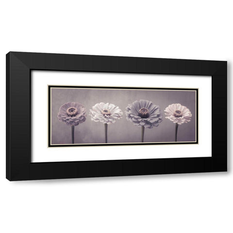 Four Zinnias in a row Black Modern Wood Framed Art Print with Double Matting by Frank, Assaf