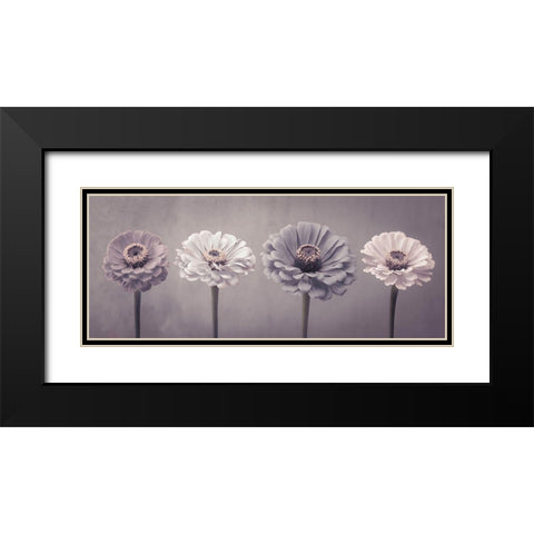 Four Zinnias in a row Black Modern Wood Framed Art Print with Double Matting by Frank, Assaf