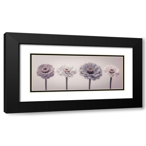 Four Zinnias in a row Black Modern Wood Framed Art Print with Double Matting by Frank, Assaf