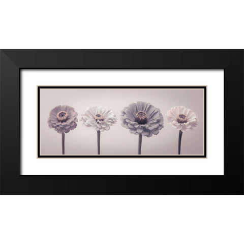 Four Zinnias in a row Black Modern Wood Framed Art Print with Double Matting by Frank, Assaf