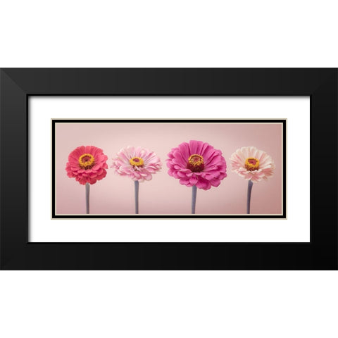 Four Zinnias in a row, FTBR-1899 Black Modern Wood Framed Art Print with Double Matting by Frank, Assaf