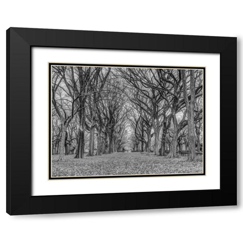 Rows of trees in Central park, New York Black Modern Wood Framed Art Print with Double Matting by Frank, Assaf