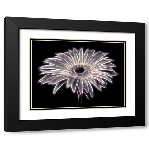 AF20110820 Gerbera 021PTGBF2C01 Black Modern Wood Framed Art Print with Double Matting by Frank, Assaf
