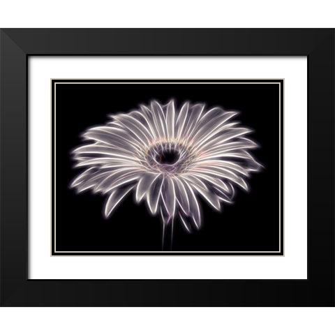 AF20110820 Gerbera 021PTGBF2C01 Black Modern Wood Framed Art Print with Double Matting by Frank, Assaf