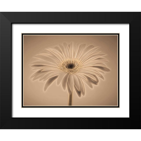 AF20110820 Gerbera 028C01PC04 Black Modern Wood Framed Art Print with Double Matting by Frank, Assaf