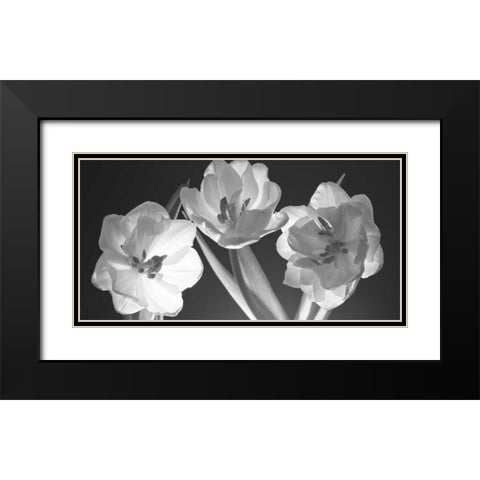 Tulips, black and white Black Modern Wood Framed Art Print with Double Matting by Frank, Assaf
