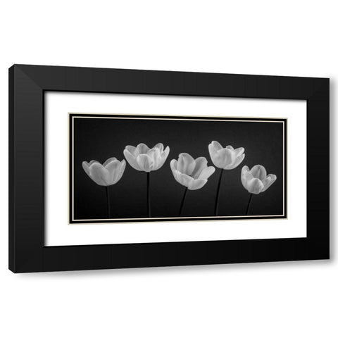Five Tulips in a row Black Modern Wood Framed Art Print with Double Matting by Frank, Assaf