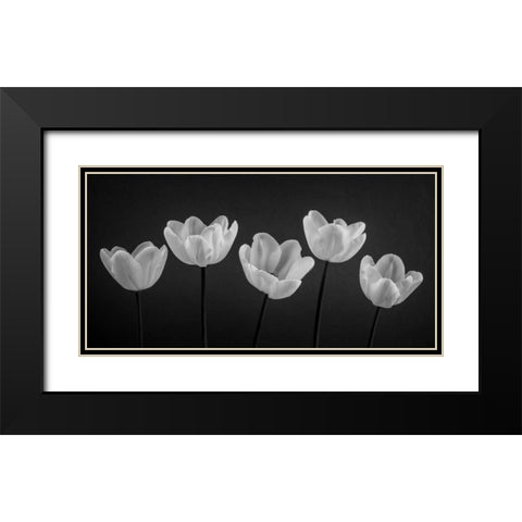 Five Tulips in a row Black Modern Wood Framed Art Print with Double Matting by Frank, Assaf